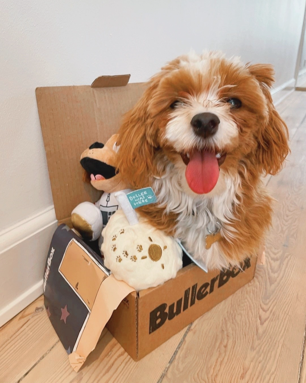 lille glad hund i BullerBox